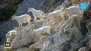 Experience the THRILL of Mountain Goats and Ibex in 4K Nature