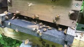 Queen Returning From Mating Flight - Can You Spot Her