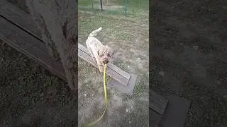 Libik&oacute;ka