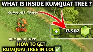 WHAT IS INSIDE KUMQUAT TREE IN CLASH OF CLANS ✅ COC KUMQUAT TREE ✅ KUMQUAT TREE COC