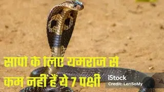 top 7 bird in the world |सांपों के लिय यमराज सेकम नहीं है ये सात पक्षी | आखरी वाला तो सबसे खतरनाक 😯