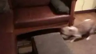 Spootie movie