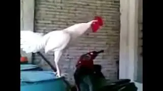 Unbelievable Funny Laughing Rooster