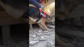 Miracle Find! SAR Dog Locates Tiny Puppy Hiding Under Disaster Rubble  #dog #puppy #rescue #shorts