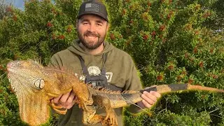Hunting a Monster Lizard with Blow Darts!
