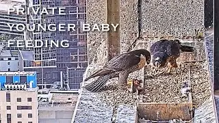 #233🦅Falcon Nest❸／367 Collins  Falcons 2024