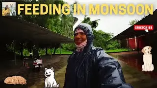 🌧️ Feeding Hungry Street Dogs in the Rain | Usha Animal Lover 🐾