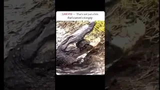 || Crocodile vs turtle......                                                                 #shorts