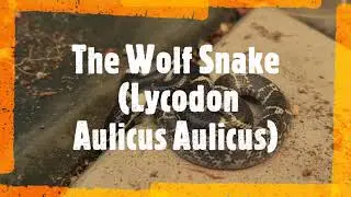Wolf Snake - අළු රදනකයා - Lycodon Aulicus Aulicus -
