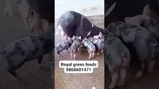 #pigfeeding #royalgreenfeeds #royalgreenfeeds #pigfeeding