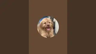 Jennie the himalayan dog is live