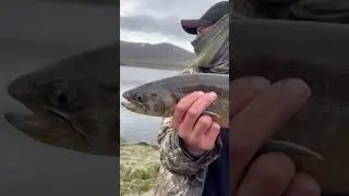 ICE AGE FISH #fishing #iceland #arcticchar