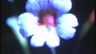 JuJu - 