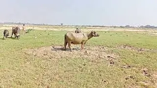 Heavy buffalo bathing in mud || Buffalo caring || Animal_life #buffaloes #buffalobathing
