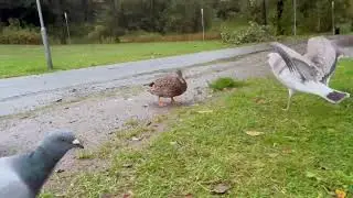 Birds got very  different Personality and one Seagull is a real nasty Bully One among Peaceful Doves
