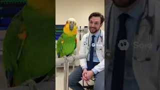 Funny Parrot Talking to Doctor 🤣 Viral Comedy Short #shorts #parrot #FunnyParrot