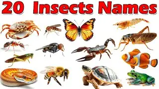 20 Insects Names in English and Hindi | Learn Insects for Kids | Preschool Educational Video