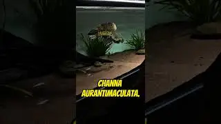 5 Exotic Channa Fish You Should Know #aquarium #fish #shorts