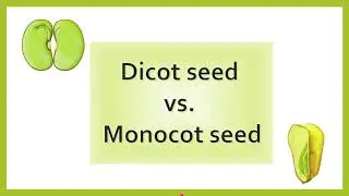 Difference between Dicot Seed and Monocot Seed | AL biology
