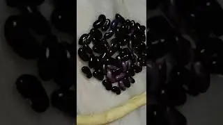 Soya beans black seeds 🫘
