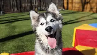 N.J. pet care facility gives your fur baby the royal treatment