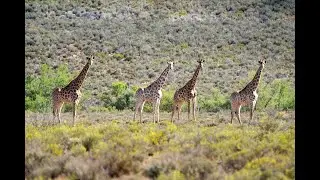 A front-row seat to nature&rsquo;s beauty | Giraffe at Mont Eco Game Reserve