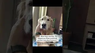 #dog #furdad