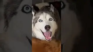 Timber Beaux shows you 5 ways the Huskies issue commands to humanity (just dog talk) #husky #funny