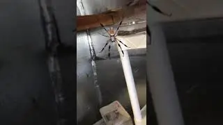 Содержание пауков-кругопрядов в качестве домашних животных. Свободный выгул.