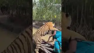 On Camera 🐅 Tiger Attacks Woman Outside Home! 😱 Real Survival Moment #shorts #tiger