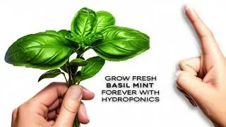 What If You Could Grow FRESH Basil and Mint FOREVER with Hydroponics?