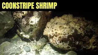 Креветка-Констрайп 3 | Морская Дикая Природа Моря Салиш