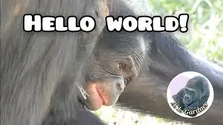 Bonobo Baby at Twycross 