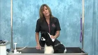 How to Groom American Cocker Spaniel (Show Trim) Intro | Jodi Murphy Instructional Video Series