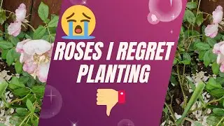 5 Roses I Regret Planting & Why I Got Rid Of Them (Including a David Austin One)/The Rose Enthusiast