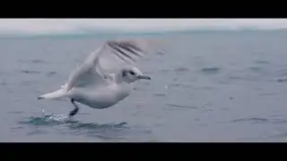 Coosy - Sunbeam Between Remembrance (Official Music Video)