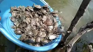 MUD CRAB FARMING/HOW TO RAISE A CRAB IN FISH POND(2)