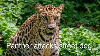Panther attacks street dog सरिस्का जंगल