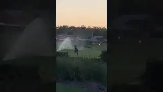 New South Wales Golf Course Plays Host to Kangaroo Punch-Up