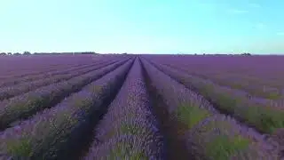 When Dreams Bloom