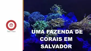 Uma FAZENDA de CORAIS em SALVADOR