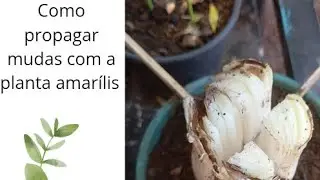 Como propagar mudas com a planta amar&iacute;lis