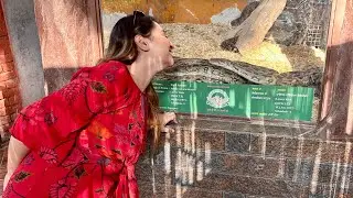 Chatbir Zoo Chandigarh Adventures → Fun, Chaos & Wrong Zomato Address 😂🐯🍜