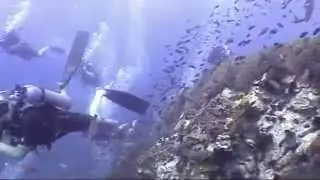 Koh Tao Thailand - Trigger Happy Dive Video (Buddha View Dive resort Koh Tao)