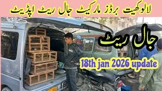 Sunday lalukhet birds market jaal rates update/18th jan 2026 update/لالوکھیت برڈز مارکیٹ 