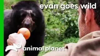Hand-Feeding A Semi-Wild Spectacled Bear In Peru | Evan Goes Wild