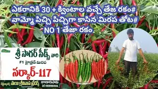 దుమ్ము రేపుతున్న తేజ రకం#ఎకరానికి 30 కింటాలు పైన వస్తుంది అంటున్నా రైతు# సర్కార్ -117 F1 హైబ్రిడ్ 