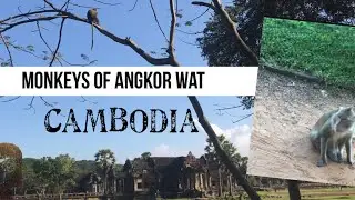 Vlog#40 Monkeys of Angkor Wat