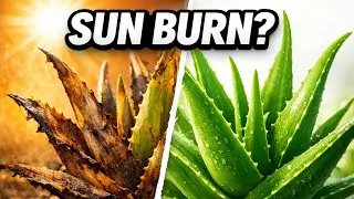 Aloe Vera Care Tips | Aloe Vera Yellow Leaves Problem | Aloe Vera Growing Mistakes | Aloevera  k art