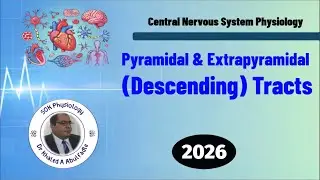Pyramidal & Extrapyramidal (Descending) Tracts (1-2026) by Dr Khaled A Abulfadle